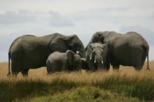 Treffen zweier Elefantenherden